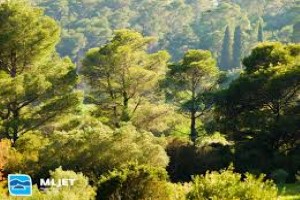gusta šuma mljet